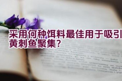 采用何种饵料最佳用于吸引黄刺鱼聚集？